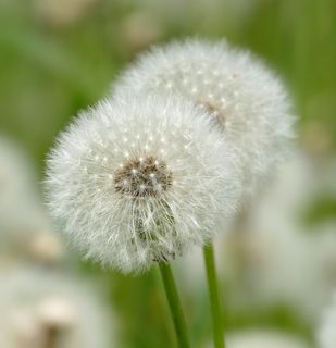 蒲公英,花丝,尖花,白色,花,开花植物,植物,脆弱性 蒲公英,花丝,尖花,白色,花,开花植物,植物,脆弱性