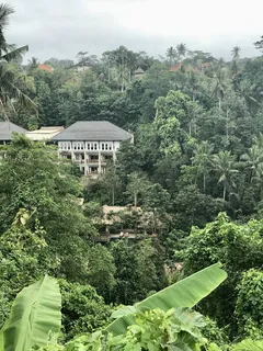 森林、植物、植被、丛林、户外、土地、自然、树木中的小屋 森林、植物、植被、丛林、户外、土地、自然、树木中的小屋