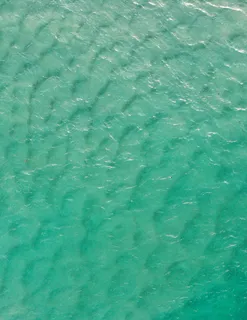 绿色水体 绿色水体