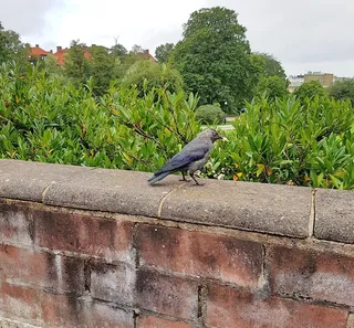 乌鸦，鸟，乌鸦家族成员，corvus cornix，动物，自然，野生动物，动物主题