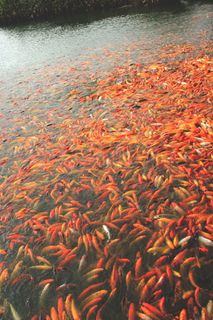 锦鲤鱼，鱼，池塘，水，鲤鱼，日本人，运气，运气