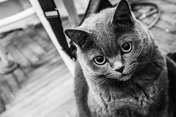 猫，bw，英国人，bw照片，宠物，猫眼，视图，可爱