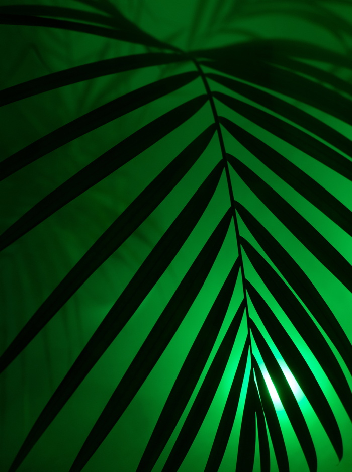 剪影、棕榈叶、棕榈、霓虹灯、霓虹灯、派对、艺术、人造