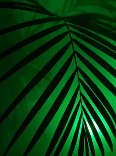 剪影、棕榈叶、棕榈、霓虹灯、霓虹灯、派对、艺术、人造