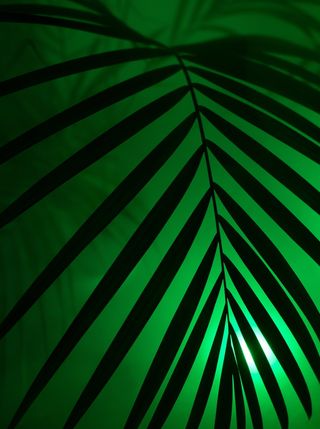 剪影、棕榈叶、棕榈、霓虹灯、霓虹灯、派对、艺术、人造