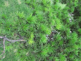 树、自然、天空、摄影、家庭、周末、dom、生活