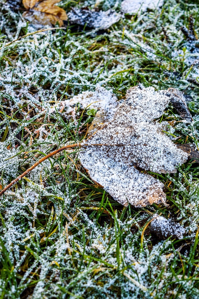 雪，凝胶，寒冷，枯叶，冰冻，叶，草，绿色