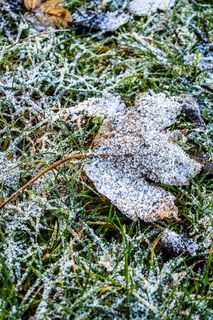 雪，凝胶，寒冷，枯叶，冰冻，叶，草，绿色