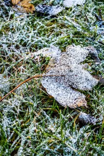 雪,凝胶,寒冷,枯叶,冰冻,叶,草,绿色 雪,凝胶,寒冷,枯叶,冰冻,叶,草,绿色