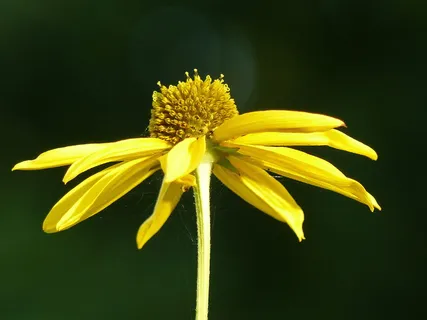 锥花,黄色,花,花园,秋天,花瓣,开花植物,脆弱性 锥花,黄色,花,花园,秋天,花瓣,开花植物,脆弱性