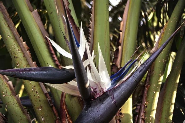 strelitzia、hardy、花朵、线条、生长、植物、无人、绿色