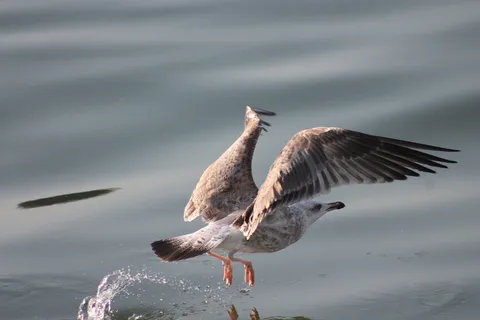 灰色海鸥在平静水体上飞行的选择性聚焦摄影 灰色海鸥在平静水体上飞行的选择性聚焦摄影