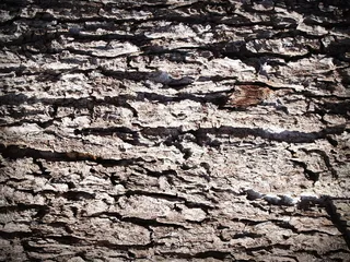 木材，干燥，纹理，树干，老化，树皮，细节，植物