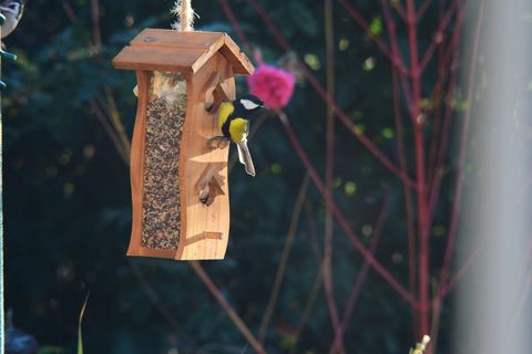鸟，喂鸟盘，花园，山雀，山雀，山雀大山雀，喂鸟器，聚焦前景
