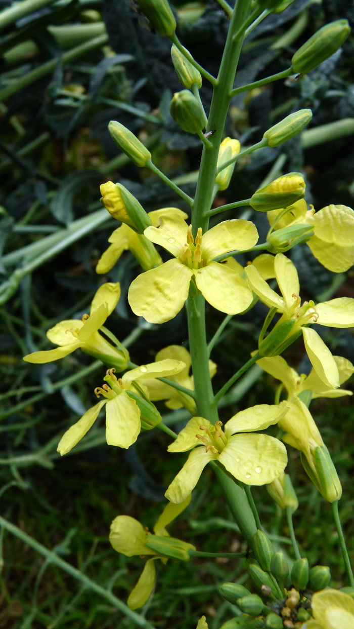 羽衣甘蓝、花、蔬菜、生长、植物、绿色、自然美、特写