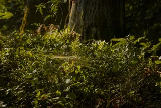 植物，动物，树，花，花，哺乳动物，蜘蛛网，树干