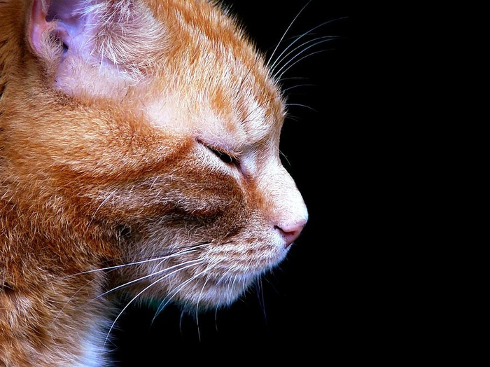 浅色，聚焦摄影，橙色，斑猫，猫，动物，宠物，猫脸
