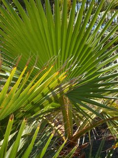扇叶棕榈,棕榈,棕榈叶,叶,植物学,绿色,植物,植物群 扇叶棕榈,棕榈,棕榈叶,叶,植物学,绿色,植物,植物群