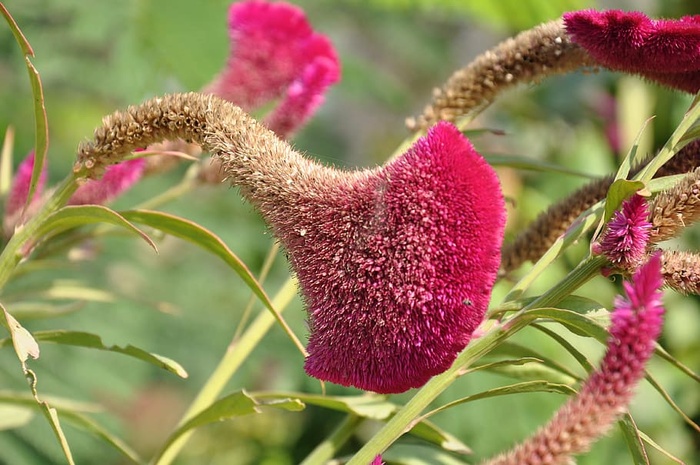 埃及，野花，纸莎草，花朵，粉色花朵，粉色，绿色，尼罗河