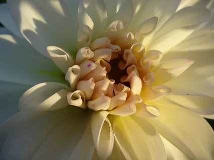 花,开花,开花,白色,花萼,萼片,开花植物,植物 花,开花,开花,白色,花萼,萼片,开花植物,植物