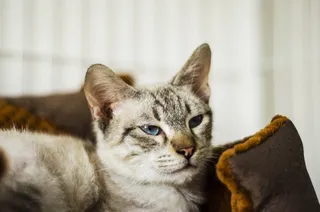 动物, 猫, 可爱, 哺乳动物, 宠物, 家养猫, 家养, 一只动物