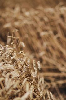 金色的谷物，夏天，金色的，金色的，谷物，田野，小麦，乡村
