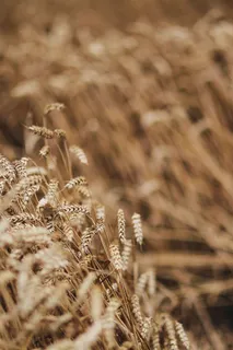 金色的谷物，夏天，金色的，金色的，谷物，田野，小麦，乡村