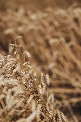 金色的谷物，夏天，金色的，金色的，谷物，田野，小麦，乡村