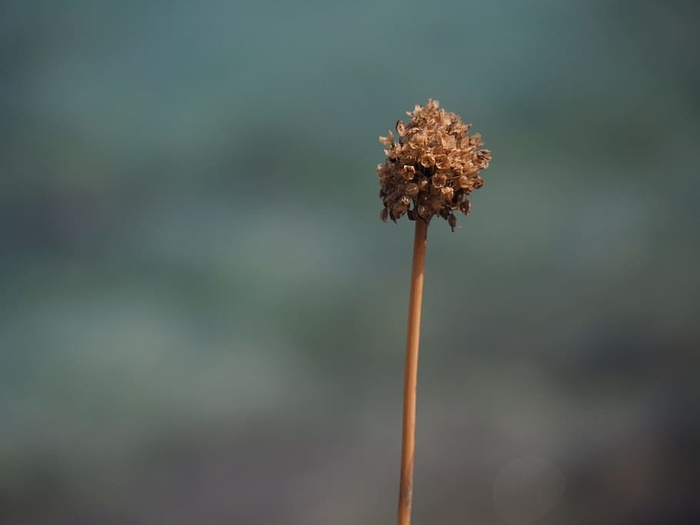 花，近距离，颜色，宏观，黄色，自然，野花，棕色