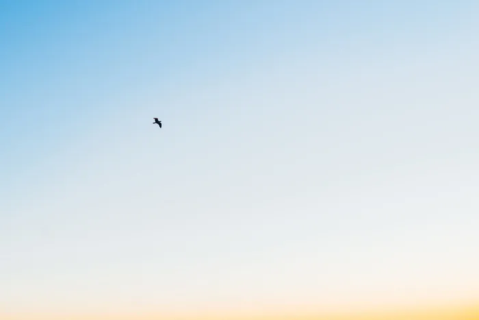 低角度摄影，飞行，鸟，蓝色，天空，黑色，白色