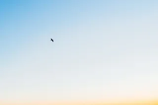 低角度摄影，飞行，鸟，蓝色，天空，黑色，白色