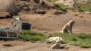 狗，雪橇狗，格陵兰，夏天，动物，格陵兰狗，北极，极地