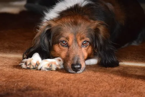 荷兰，恩斯切德，奥维塞尔，布朗，眼睛，鼻子，狗，小狗