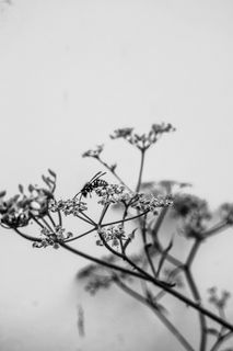 蜜蜂, 花, b w, 植物, 天空, 自然, 没有人, 增长