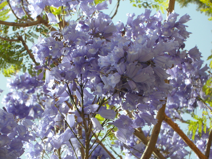 开花, 鲜花, 树, 关闭, blütenmeer, 辉煌, 蓝花楹