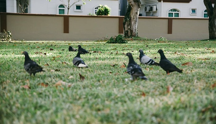 动物，鸟类，鸟类，羽毛，草，草坪，鸽子，羽毛