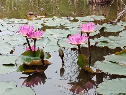 花，开花植物，植物，睡莲，湖，水，自然之美，叶