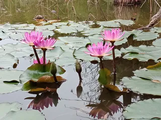 花，开花植物，植物，睡莲，湖，水，自然之美，叶