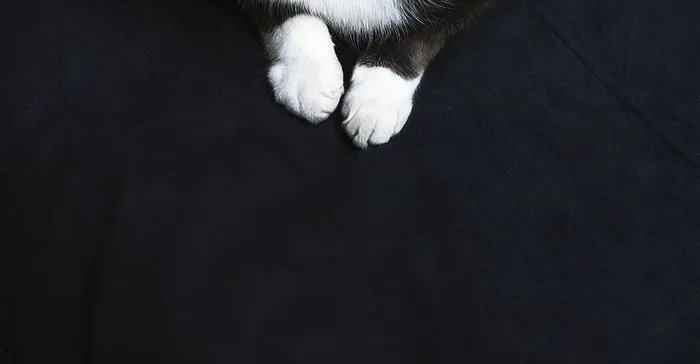 猫爪照片