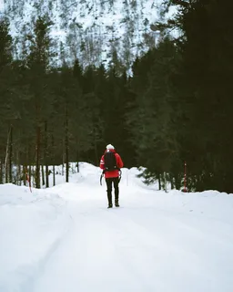 雪、冬天、白色、寒冷、天气、冰、树木、植物 雪、冬天、白色、寒冷、天气、冰、树木、植物