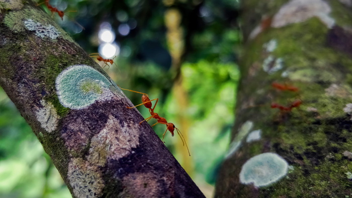 蚂蚁, bug, 昆虫, 手机摄影, shotononeplus, oneplus5, 红, 金色