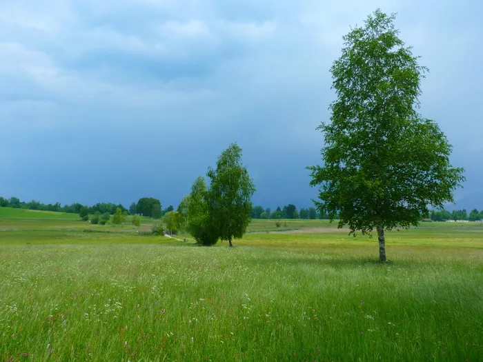 景观，树木，自然，gewitterstimmung，农业，田地，树木，农场