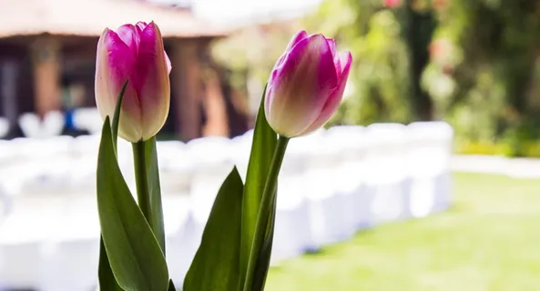 墨西哥, 莫雷利亚, 春天, 美丽, 爱情, 粉色, 绿色, 婚礼