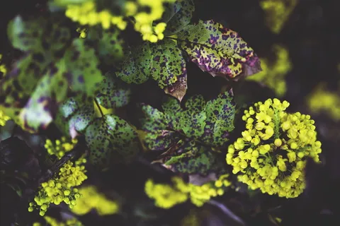 俄勒冈州葡萄,植物,花,yeallow,生长,自然之美,新鲜度,叶子 俄勒冈州葡萄,植物,花,yeallow,生长,自然之美,新鲜度,叶子