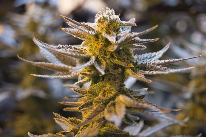 特写照片, 绿色, 叶, 植物, 大麻, 锅, 杂草, 大麻