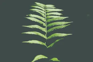 蕨类植物，蕨类植物，植物，灰色，背景，绿色，叶，深色