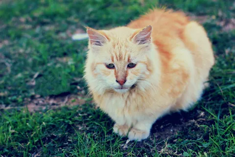 动物,可爱,猫,哺乳动物,自然,小,宠物,眼睛 动物,可爱,猫,哺乳动物,自然,小,宠物,眼睛