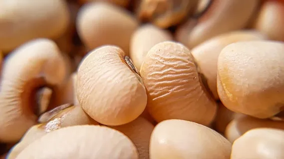 食品、健康、健康、点心、种子、营养、食品和饮料、新鲜度 食品、健康、健康、点心、种子、营养、食品和饮料、新鲜度