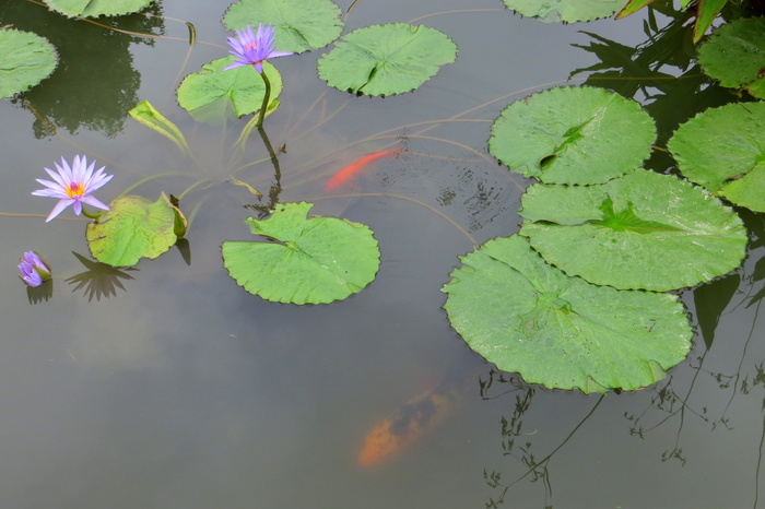 睡莲、池塘、荷花、自然、植物、绿色、花卉、花园