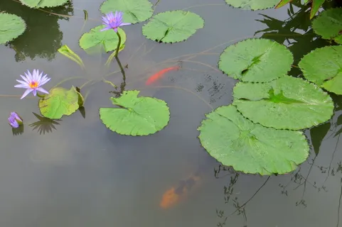 睡莲、池塘、荷花、自然、植物、绿色、花卉、花园